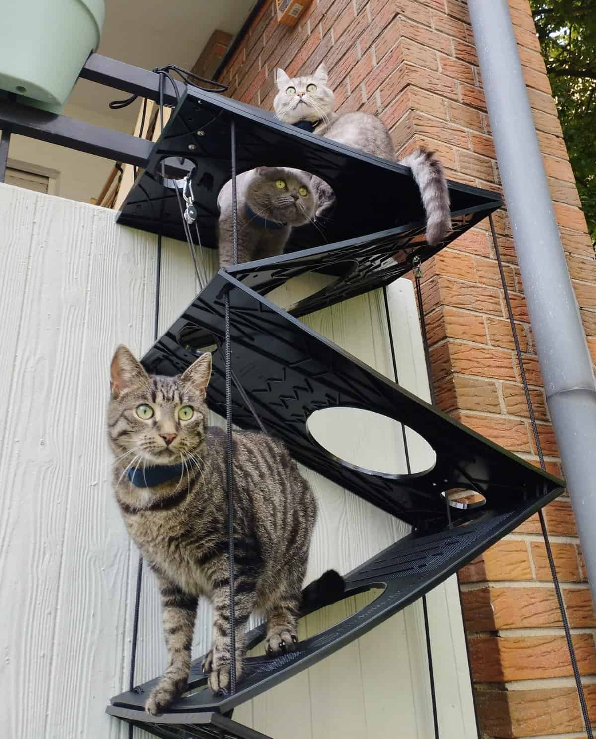 3 Katzen gemeinsam auf der faltbaren Katzentreppe